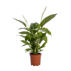 Lepelplant Cupido als Spathiphyllum Bingo Vredeslelie op een strakke witte achtergrond.