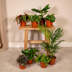 8 verschillende kleine kamerplanten sfeervol op een houten krukje