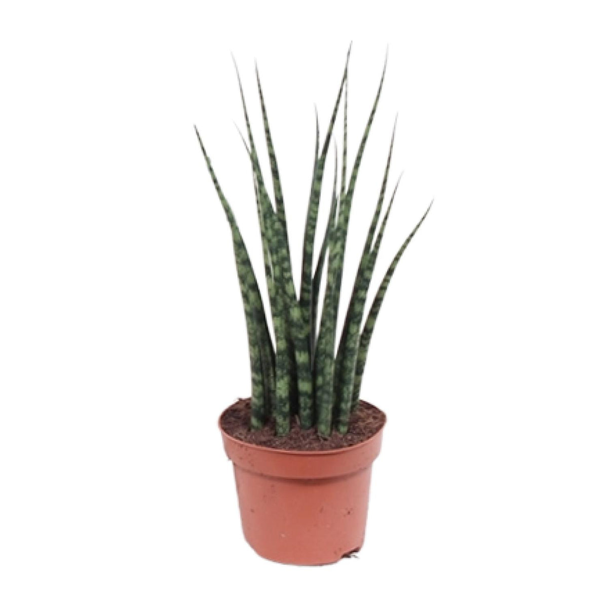 Strakke Sansevieria fernwood Mikado Amari als makkelijke vrouwentong, vetplant en luchtzuiverende kamerplant op een strakke witte achtergrond.