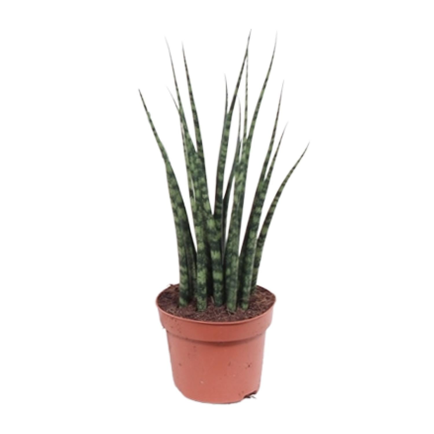 Strakke Sansevieria fernwood Mikado Amari als makkelijke vrouwentong, vetplant en luchtzuiverende kamerplant op een strakke witte achtergrond.