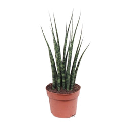Strakke Sansevieria fernwood Mikado Amari als makkelijke vrouwentong, vetplant en luchtzuiverende kamerplant op een strakke witte achtergrond.