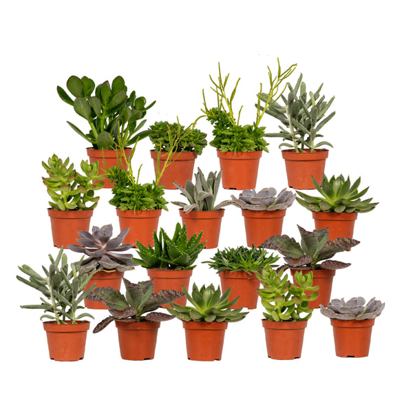 Vetplanten mix (18x)