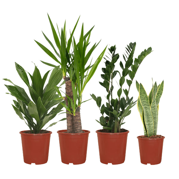 Einfache Box - 4 Planties