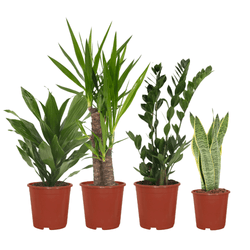 Einfache Box - 4 Planties