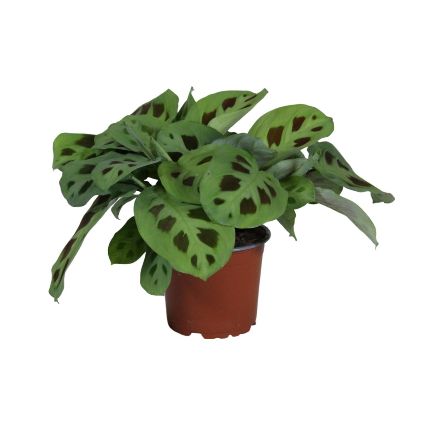 Diervriendelijke kamerplant Maranta leuconeura Gebedsplant Mara 30cm witte achtergrond