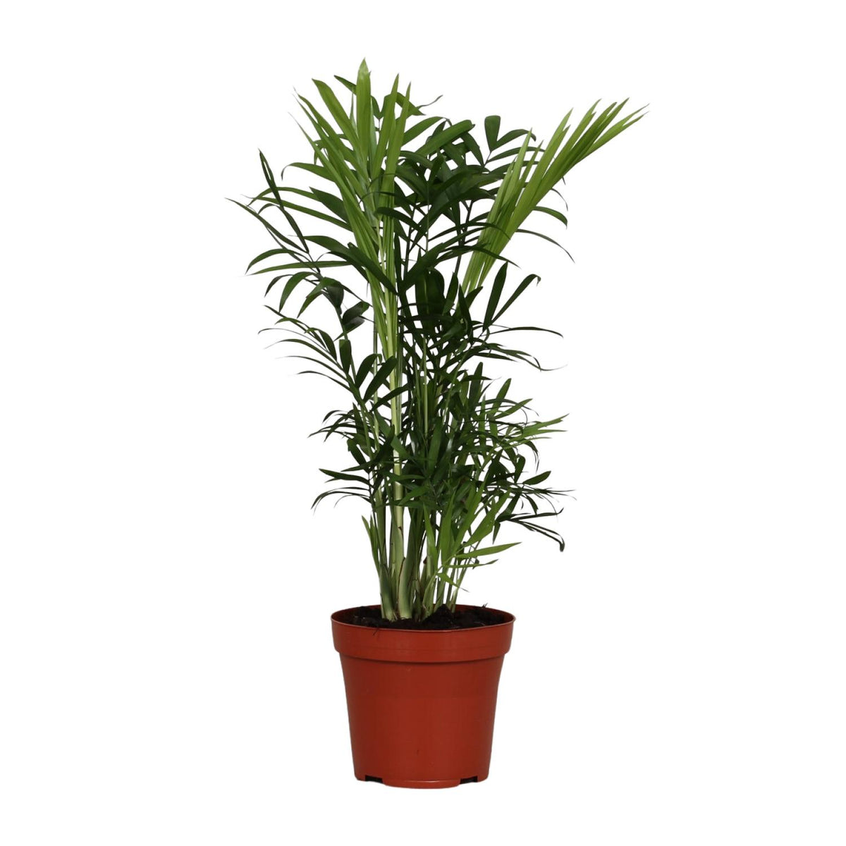 Compacte Mexicaanse dwergpalmen Hugo als stijlvolle schaduwplant en sterke kamerpalm op een strakke witte achtergrond.