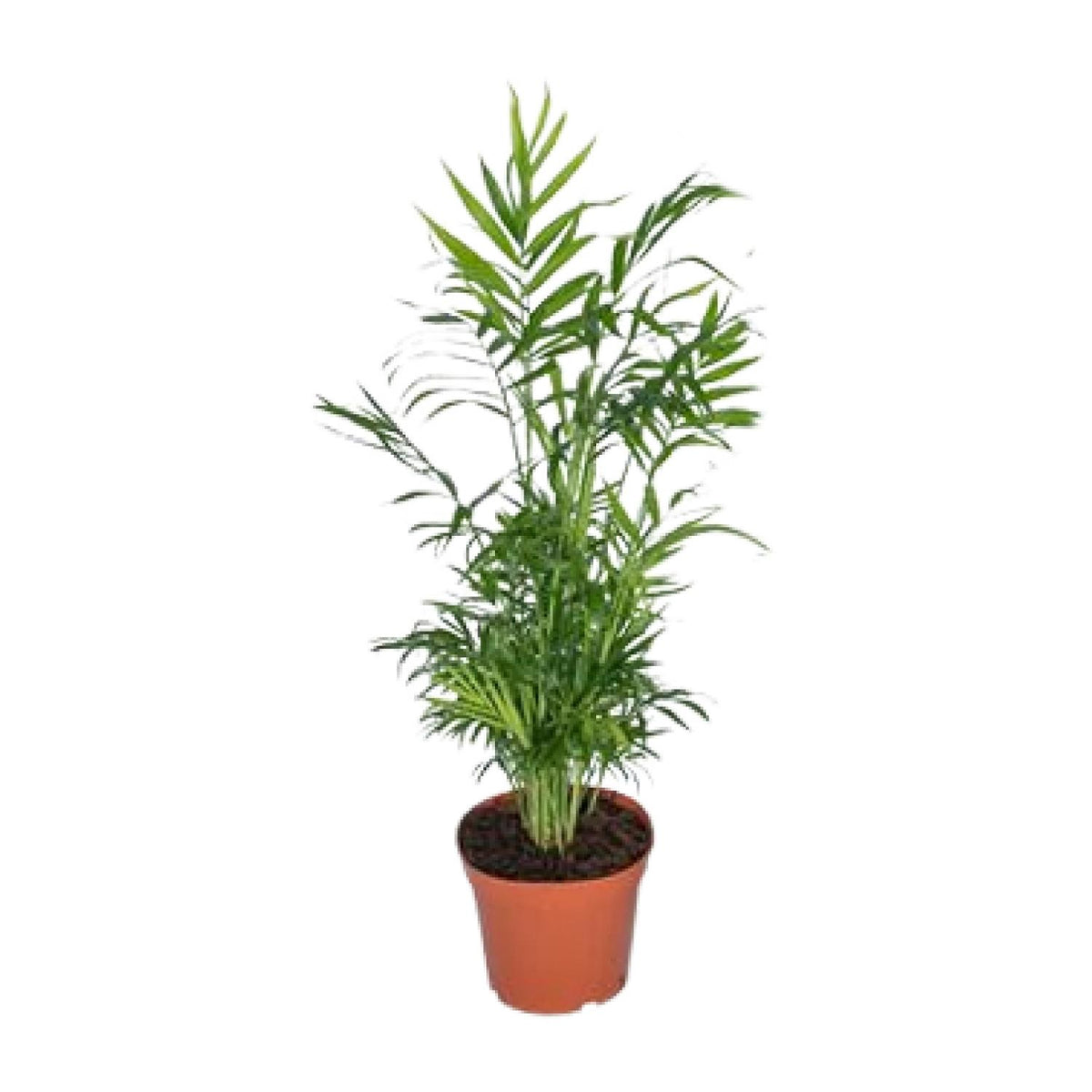 Compacte Mexicaanse dwergpalm Hugo als stijlvolle schaduwplant en sterke kamerpalm op een strakke witte achtergrond.