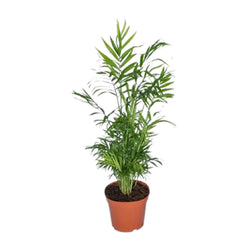 Compacte Mexicaanse dwergpalm Hugo als stijlvolle schaduwplant en sterke kamerpalm op een strakke witte achtergrond.