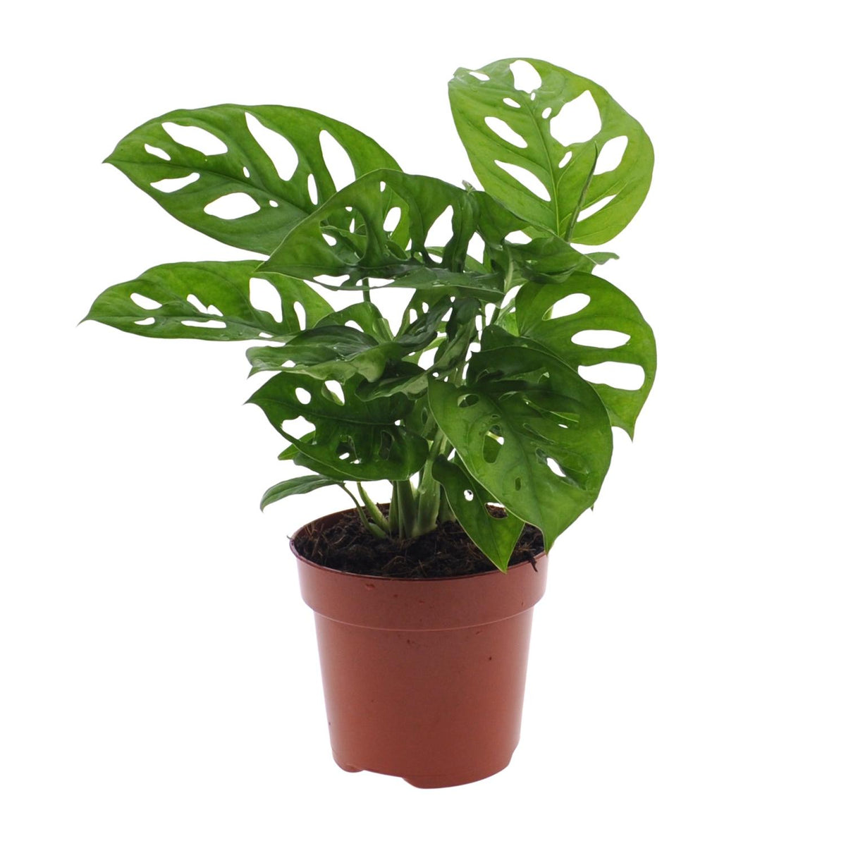 Trendy gatenplant Monstera adansonii Monkey Mask Benjamin 30cm hoog