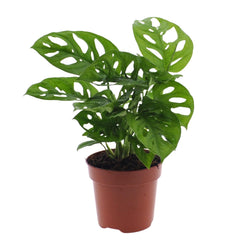 Trendy gatenplant Monstera adansonii Monkey Mask Benjamin 30cm hoog