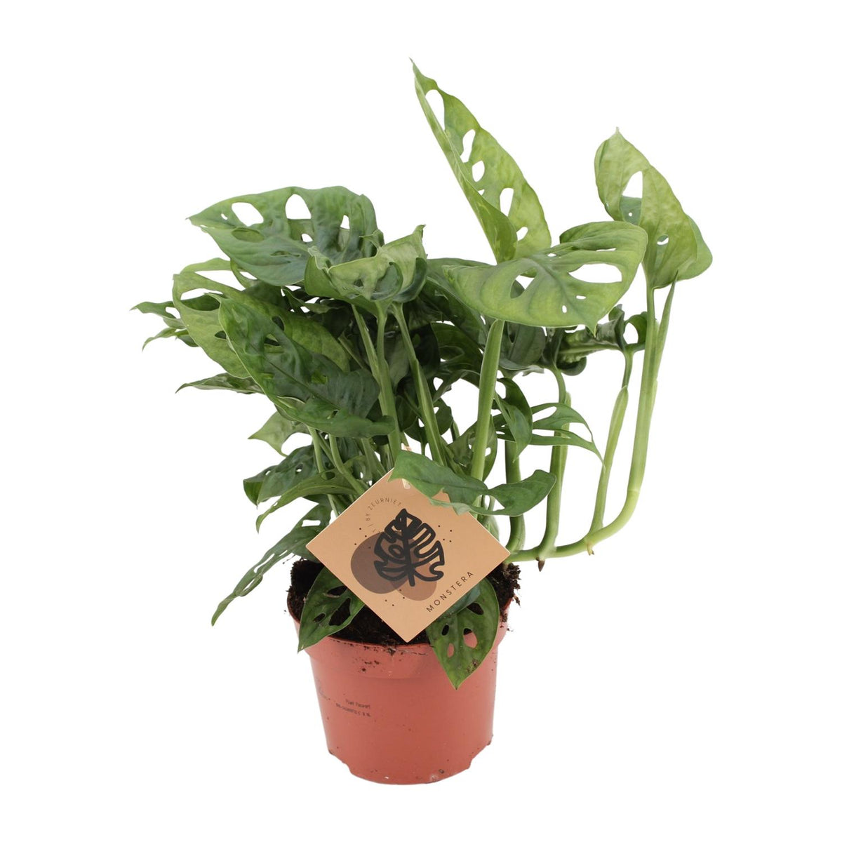 Kleine Monstera adansonii Monkey Mask Benjamin 30cm hoog met gatenbladeren