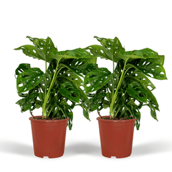 Voordeelset van 2 Monstera adansonii Monkey Mask Benjamin hangplanten 30cm
