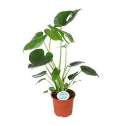 Groene gatenplant Monstera deliciosa Maria 50cm hoog voor in de woonkamer