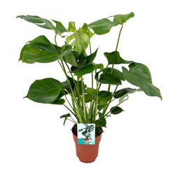 Grote groene gatenplant Monstera deliciosa Maria 60cm hoog voor de woonkamer