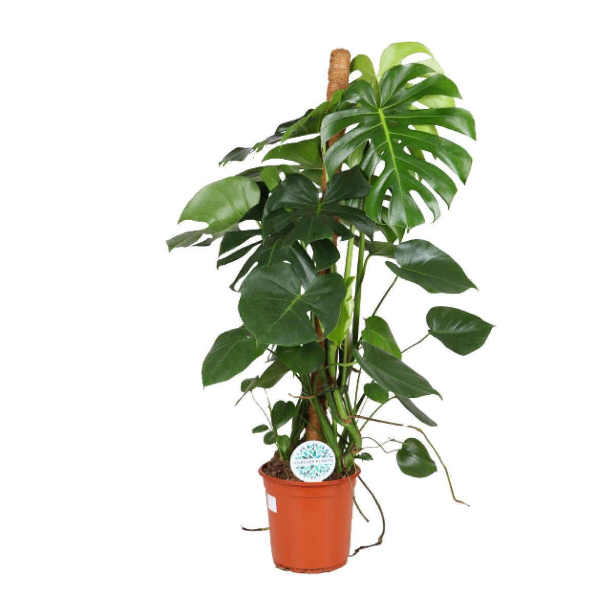 Grote Monstera deliciosa gatenplant op mosstok Maria 110cm hoog voor de woonkamer