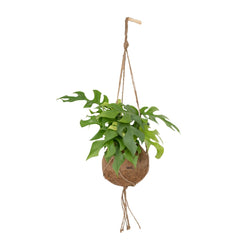 Decoratieve hangplant Monstera minima Becky in een echte kokosnoot hanger