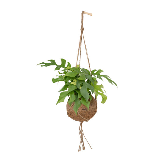 Decoratieve hangplant Monstera minima Becky in een echte kokosnoot hanger