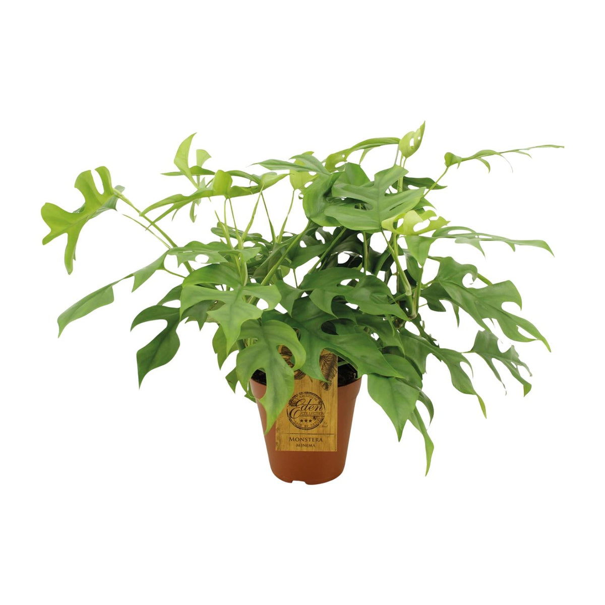Hippe Monstera minima Bekky 40cm hoog met karakteristieke ingesneden bladeren
