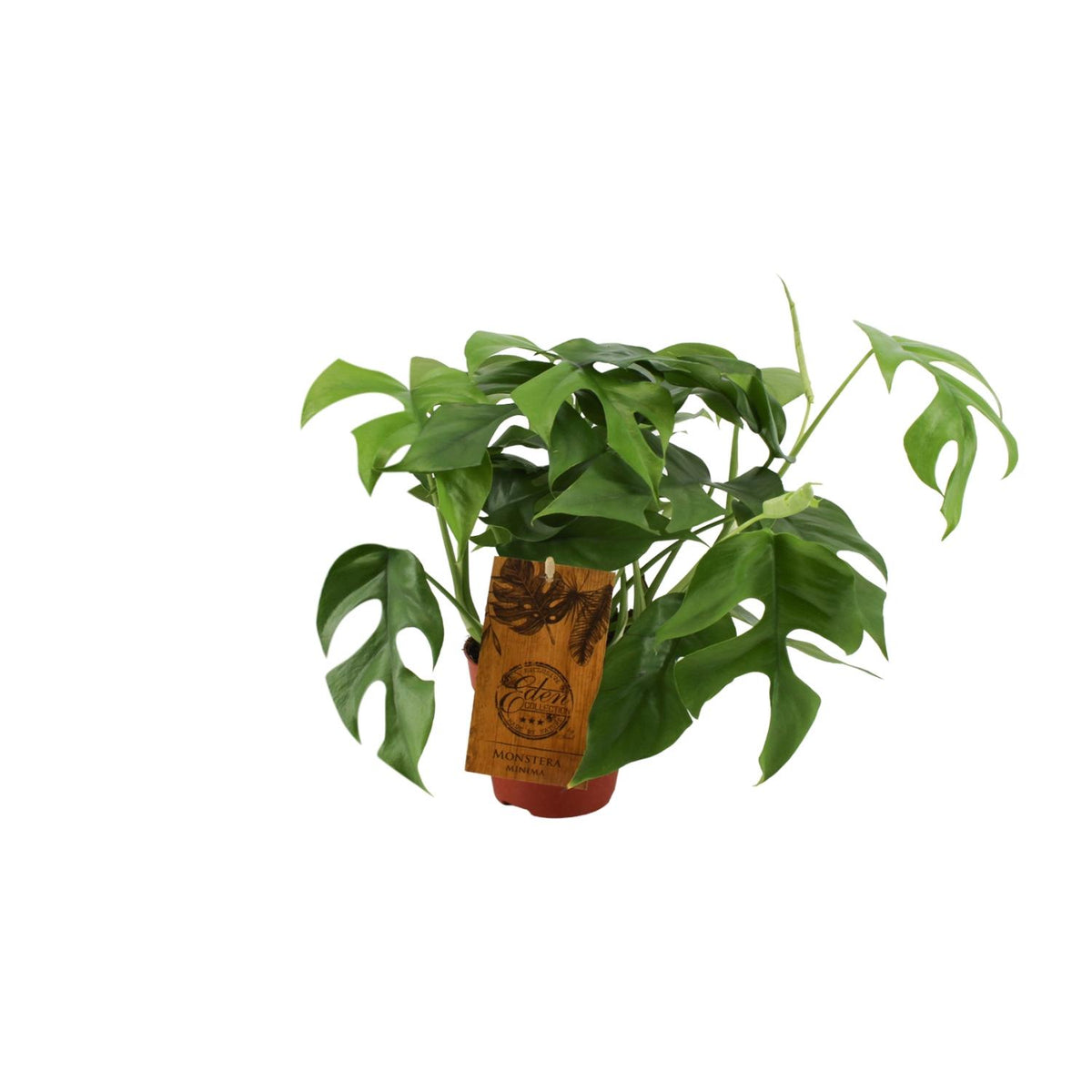 Kleine hippe kamerplant Monstera minima Becky 30cm hoog voor op een plank