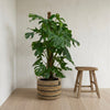 Monstera Deliciosa 150cm in een rieten mand van Planties