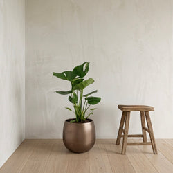 Een Monstera Deliciosa van 60cm hoog in een bronzen pot 