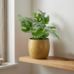 Monstera Minima 30cm hoog in gele pot van Planties