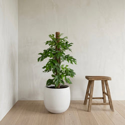 Monstera Minima 80cm hoog in een witte pot van Planties 
