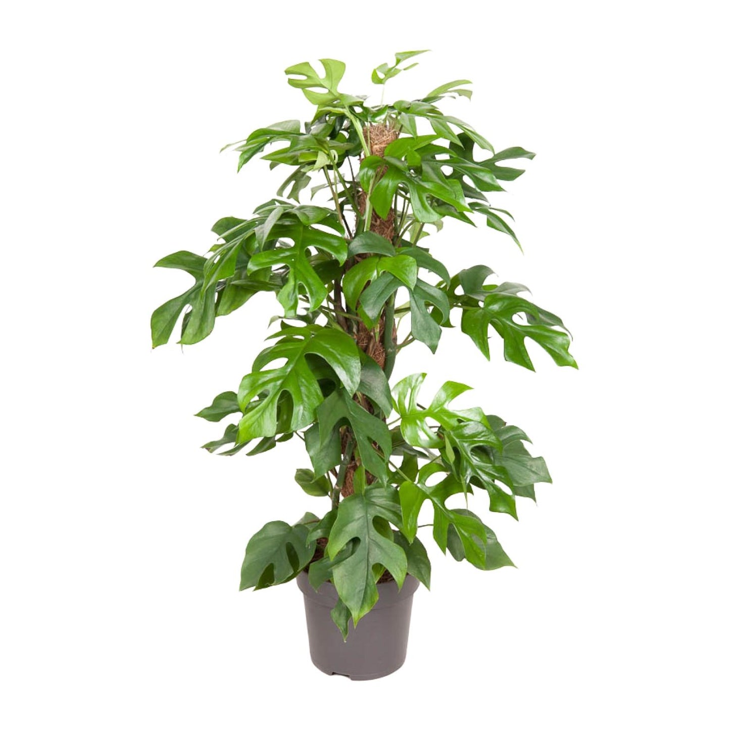 Grote Monstera minima Becky op mosstok als makkelijke klimplant voor een lichte woonkamer op een strakke witte achtergrond.