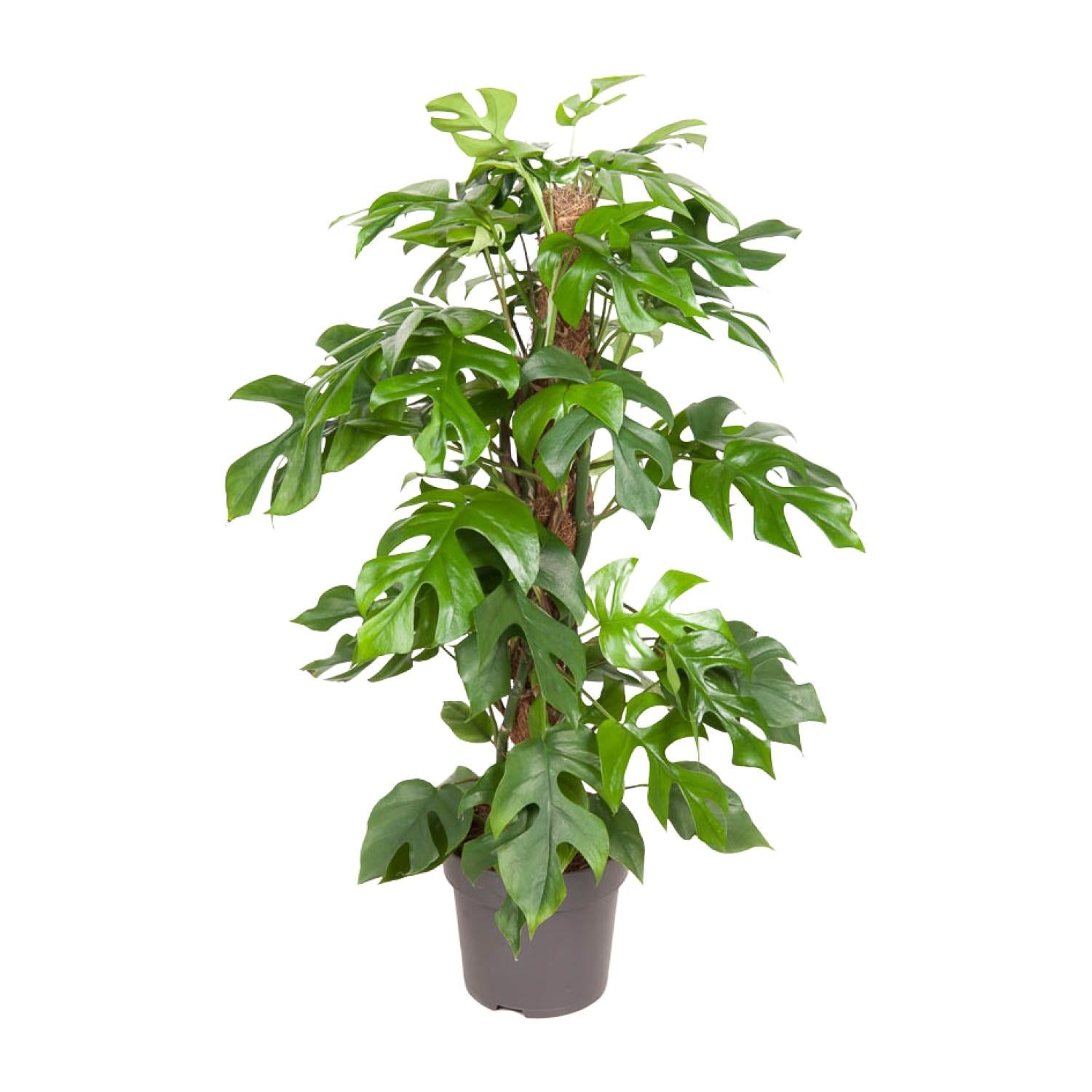 Grote Monstera minima Becky op mosstok als makkelijke klimplant voor een lichte woonkamer op een strakke witte achtergrond.