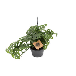 Kleine Monstera adansonii Benjamin als makkelijk Monkey Leaf hangplantje op een strakke witte achtergrond.
