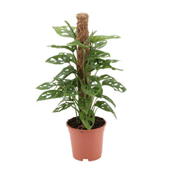 Grote Monstera adansonii Benjamin op mosstok als makkelijke Monkey Leaf klimplant voor de woonkamer op een strakke witte achtergrond.