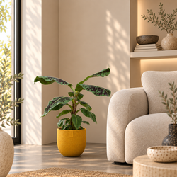 Sfeerfoto van Musa Dwarf Bananenplant Joey in gele pot in lichte woonkamer 