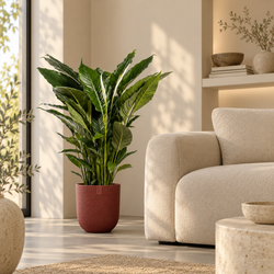 Sfeerfoto van Spathiphyllum Sweet Sebastiano ‘Lea’ in een rode pot met japandi woonkamer achtergrond