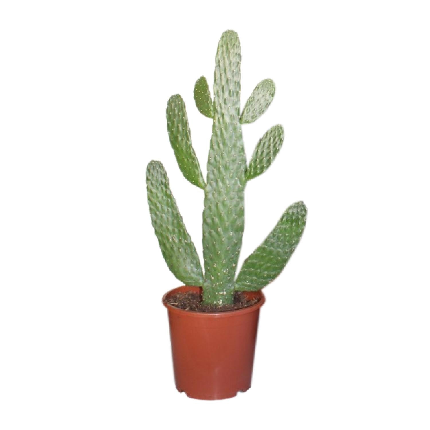 Unieke schijfcactus Opuntia consolea Sebastián 40cm diervriendelijke cactus