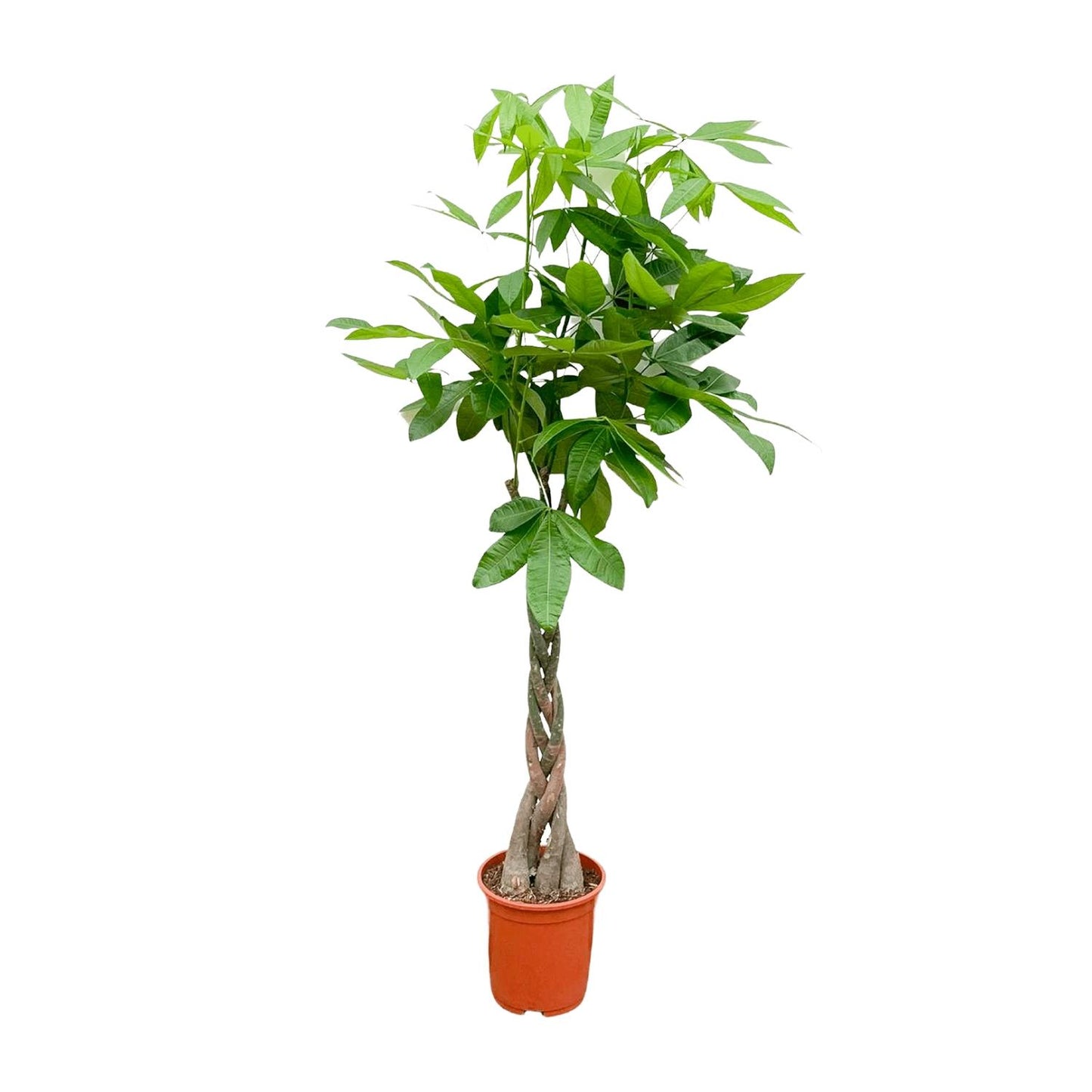 Grote kamerplant Pachira aquatica Geldboom Pablo 160cm hoog