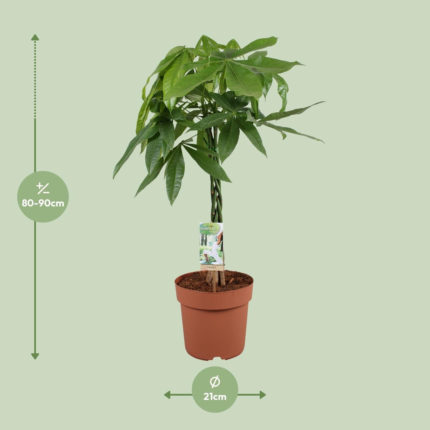 Diervriendelijke en luchtzuiverende kamerplant Pachira aquatica Geldboom Pablo met afmetingen 90cm hoog en 21cm breevan webshop Planties 