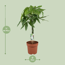 Diervriendelijke en luchtzuiverende kamerplant Pachira aquatica Geldboom Pablo met afmetingen 90cm hoog en 21cm breevan webshop Planties 