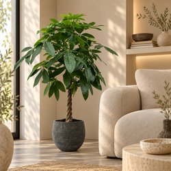 Pachira aquatica Pablo kamerplant in pot in een lichte woonkamer