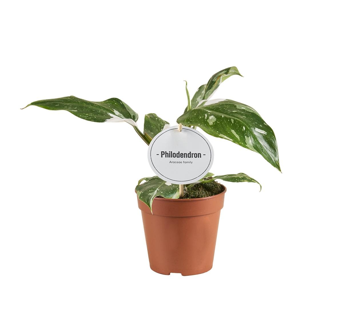 B-grade Philodendron White Princess Danny 30cm hoog met lichte witte tekening