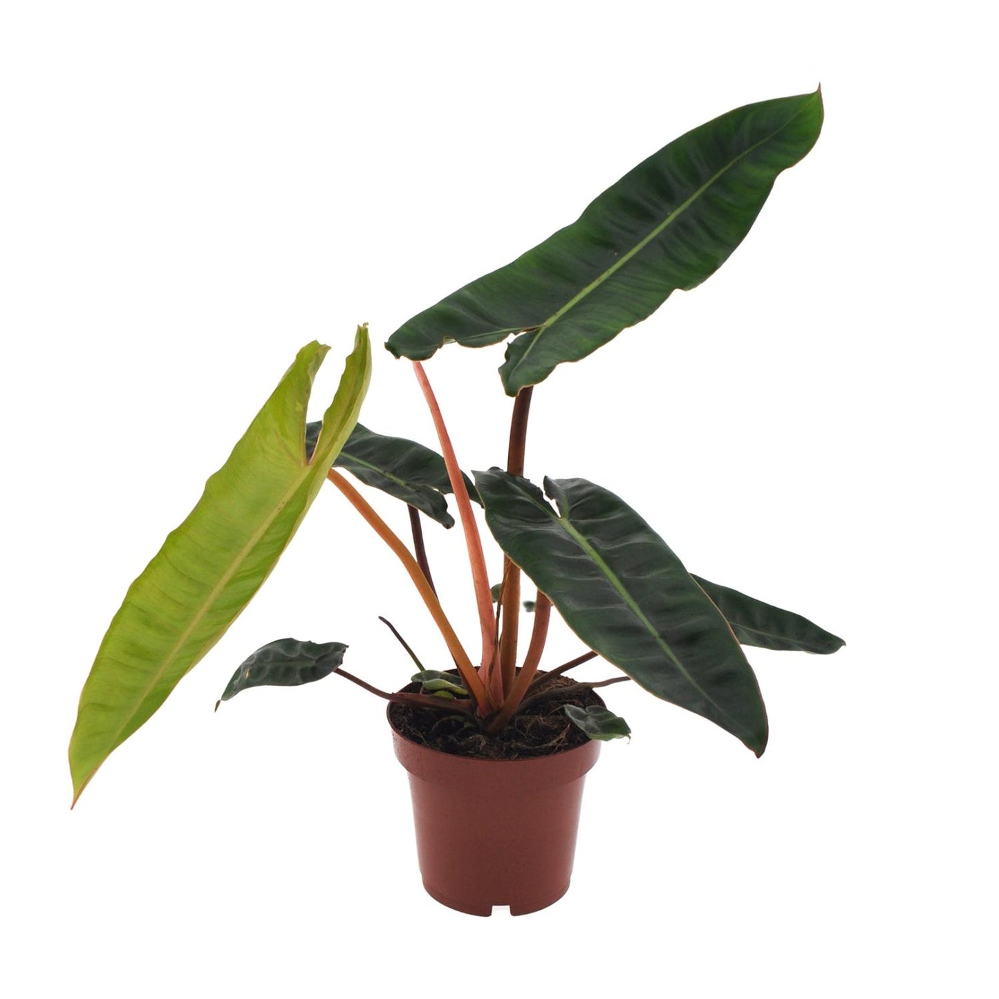 Unieke Philodendron billietiae Billy als klein plantje en bijzondere kamerplant op een strakke witte achtergrond.