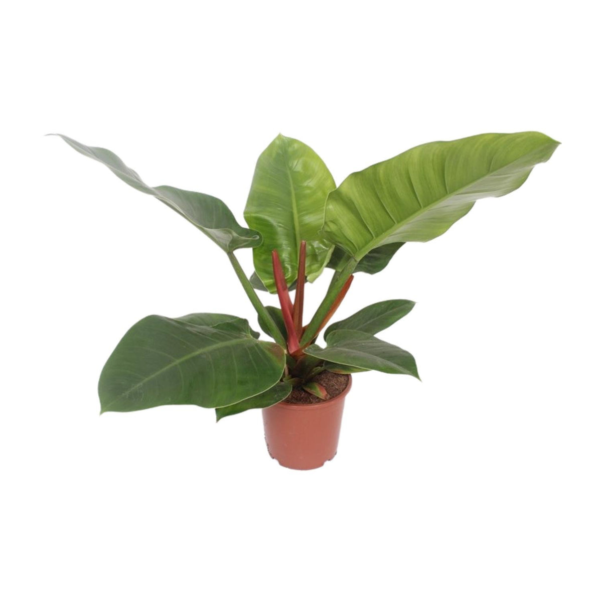 Philodendron Imperial Green Diego als grote groene kamerplant en makkelijke plant op een strakke witte achtergrond.