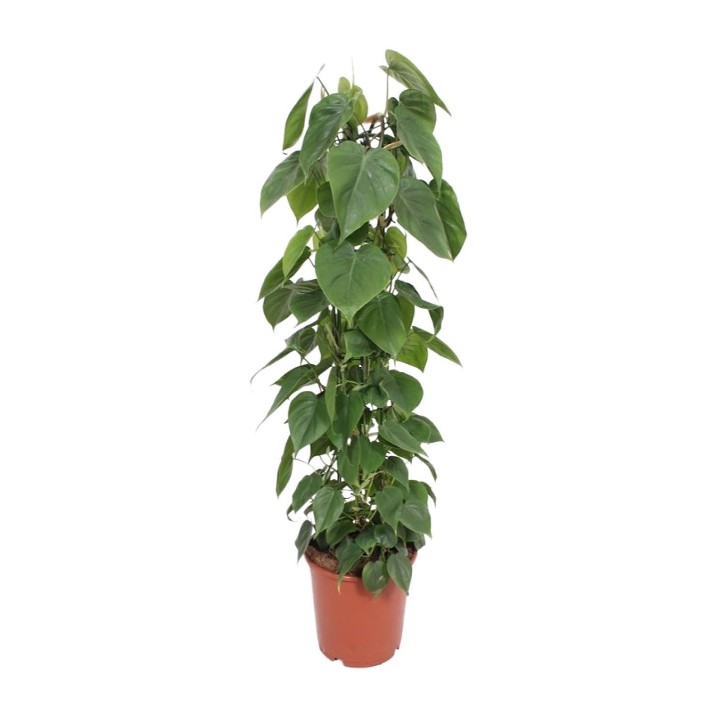 Grote Philodendron scandens Sandro op mosstok als luchtzuiverende klimplant en XXL kamerplant op een strakke witte achtergrond.