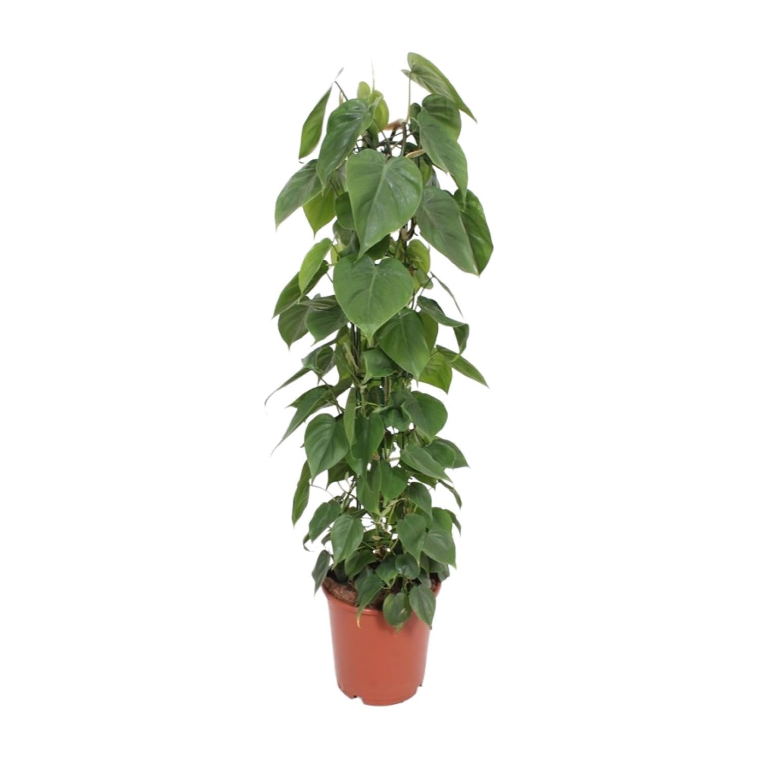 Grote Philodendron scandens Sandro op mosstok als luchtzuiverende klimplant en XXL kamerplant op een strakke witte achtergrond.