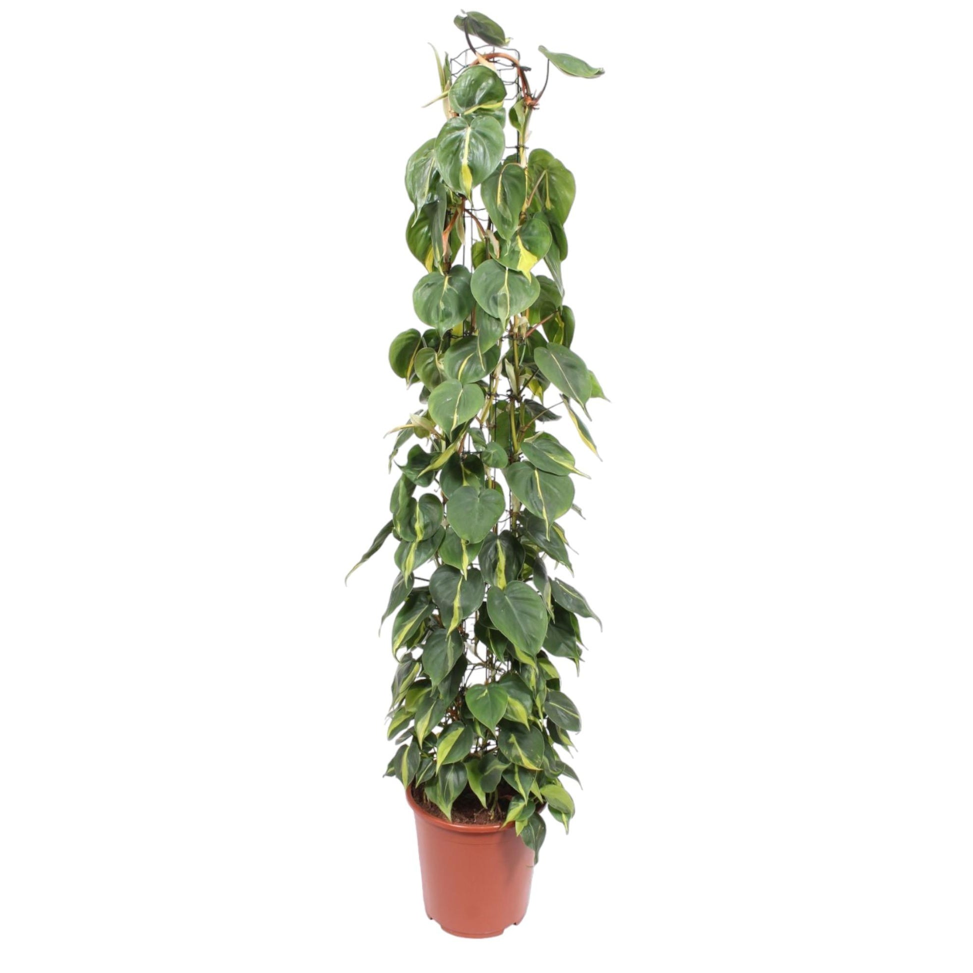 Grote bonte kamerplant Philodendron scandens Brasil Ria 160cm witte achtergrond