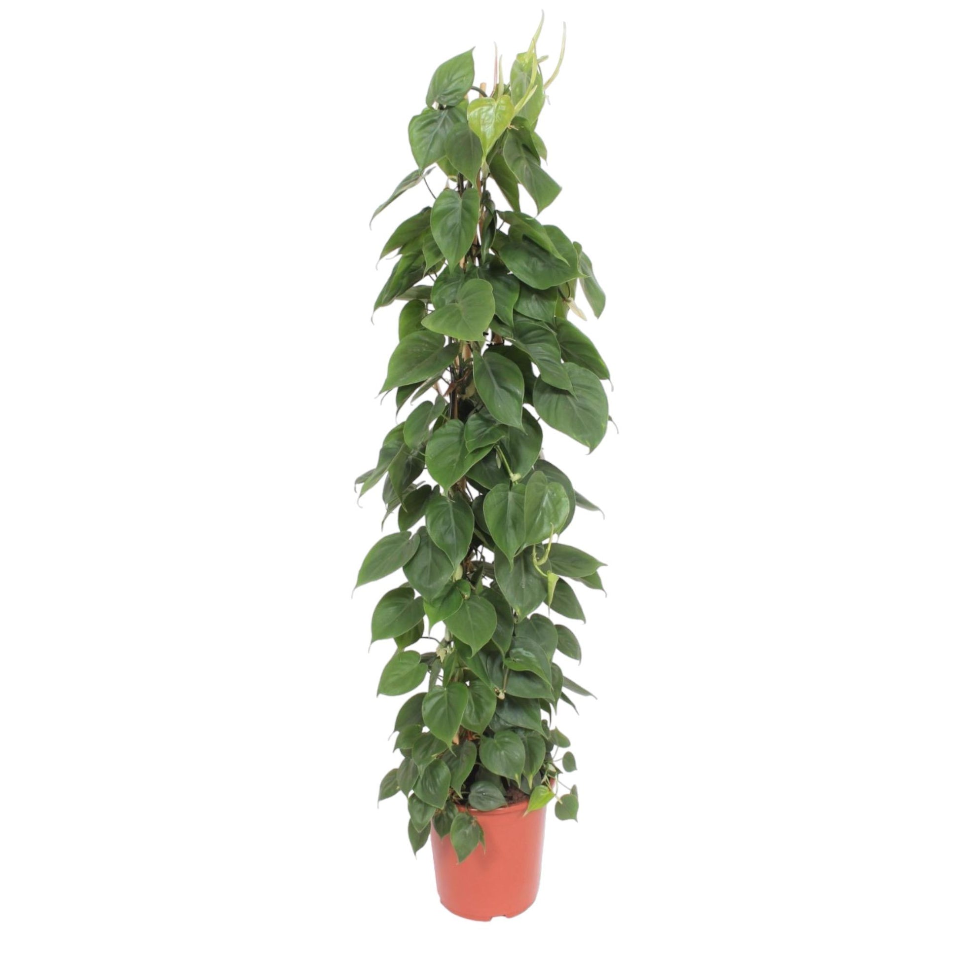 Grote kamerplant Philodendron scandens Hartbladplant Sandro 150cm aan gaasrek
