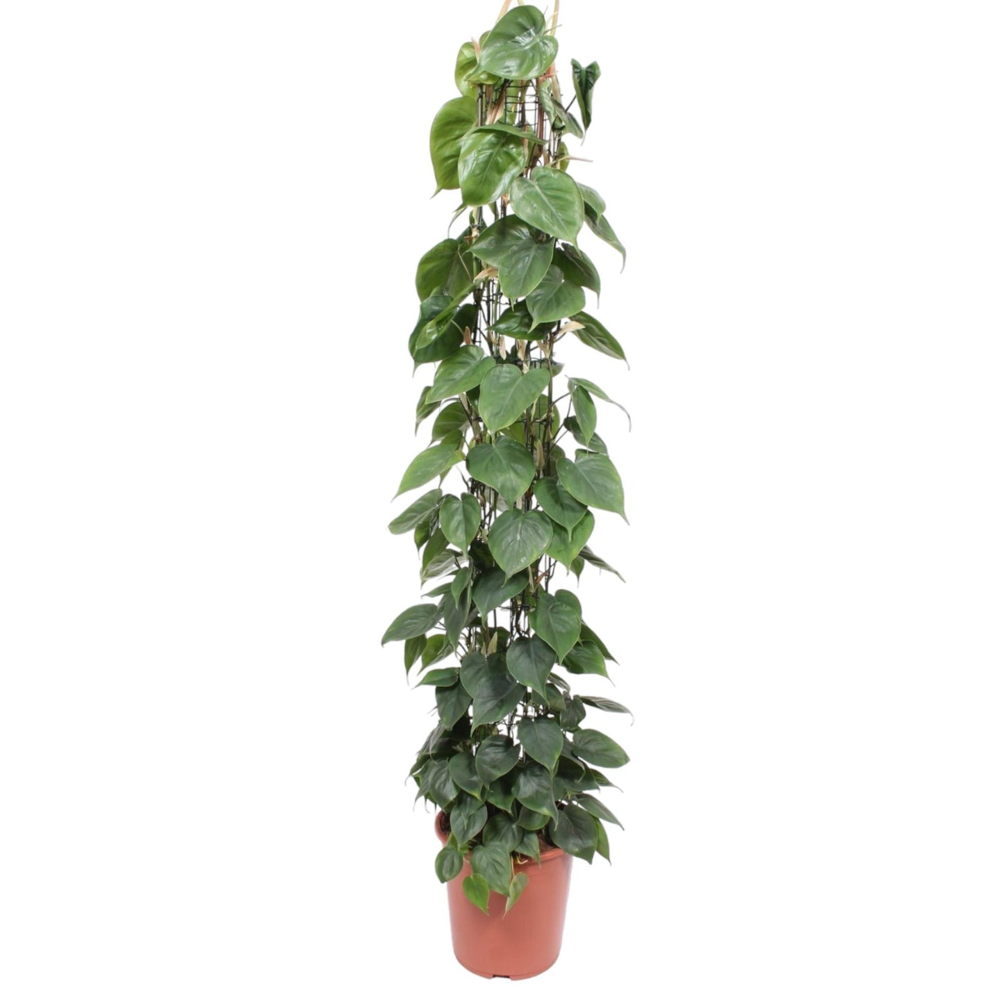 Grote kamerplant mosstok Philodendron scandens Hartbladplant Sandro 160cm witte achtergrond