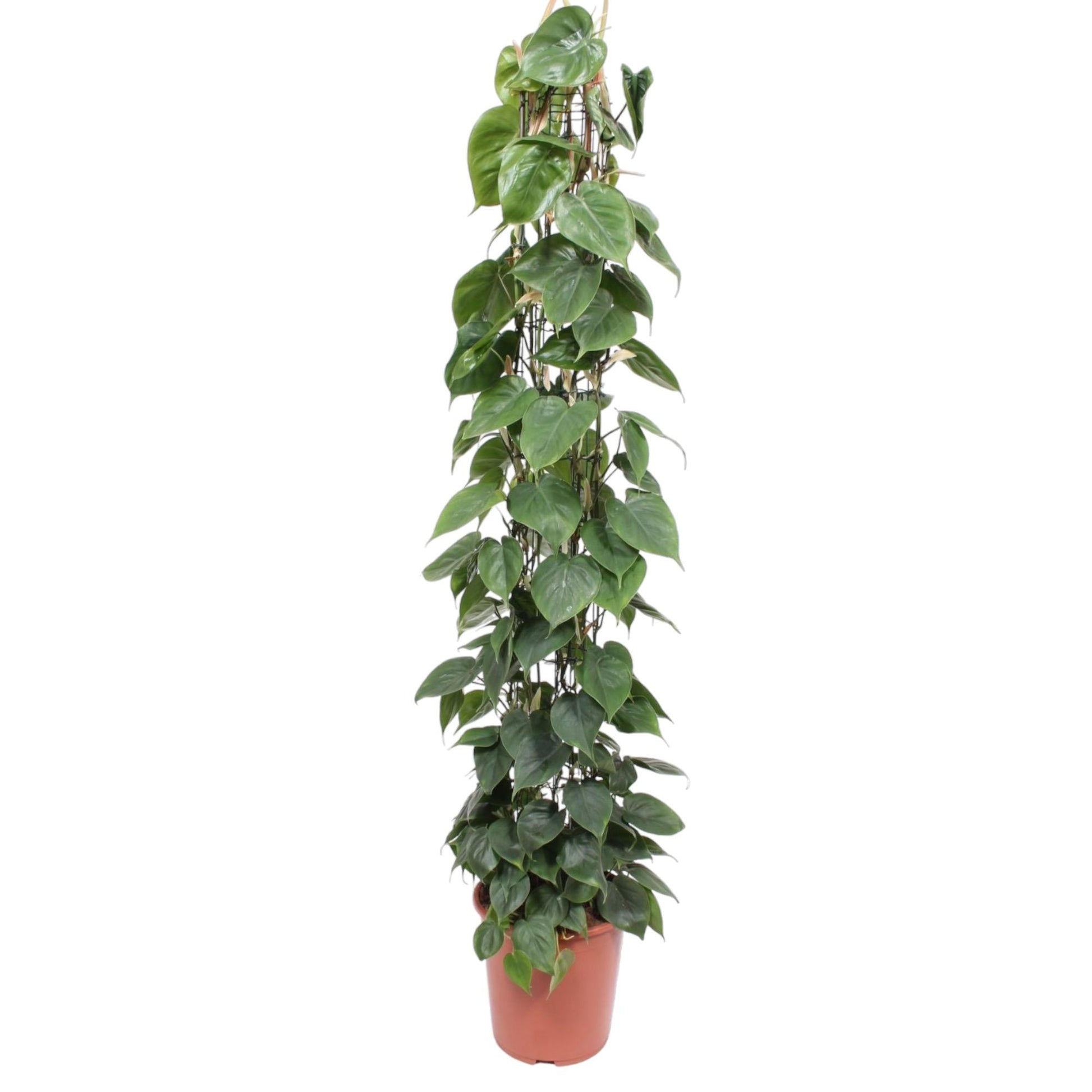 Grote kamerplant mosstok Philodendron scandens Hartbladplant Sandro 160cm witte achtergrond