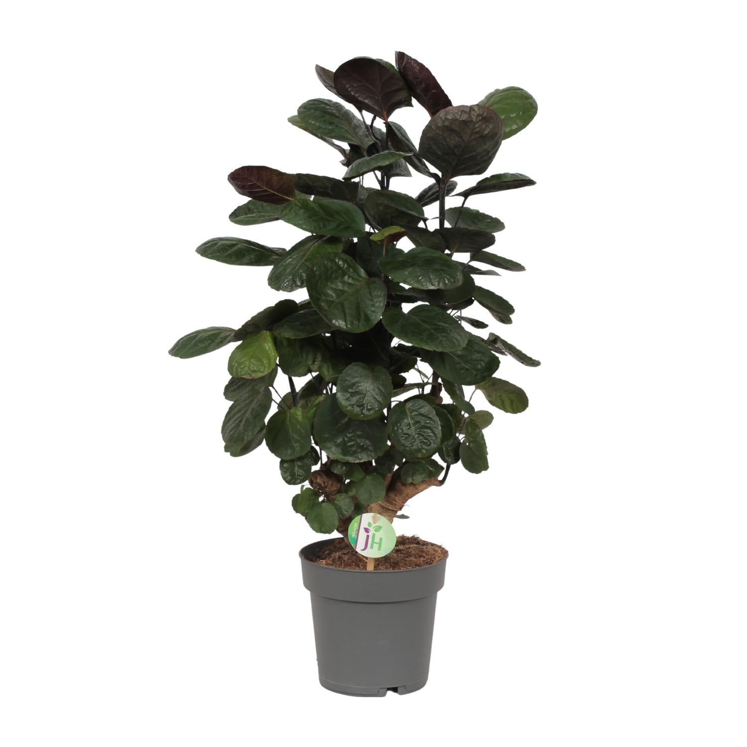 Kamerplant Polyscias scutellaria Feder Aralia Fabian witte achtergrond