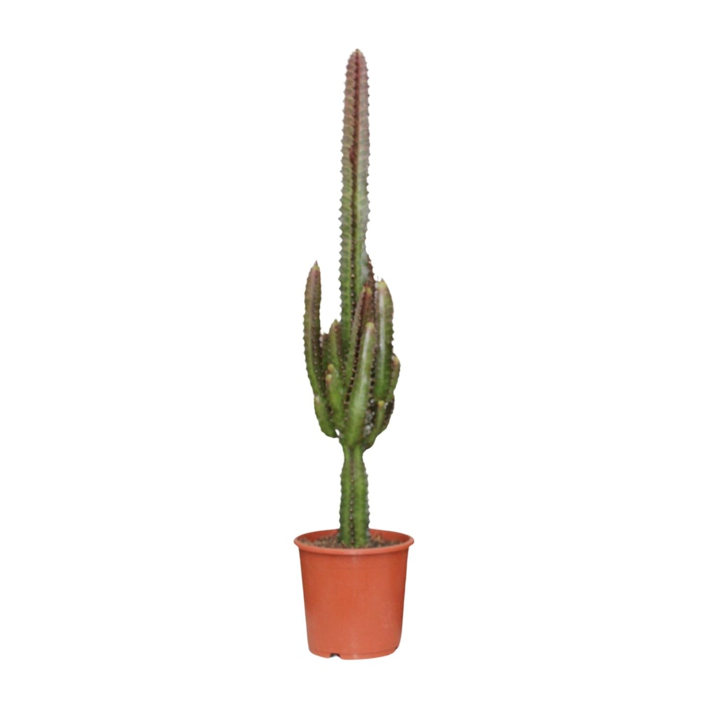 Rode Cowboy Cactus Selena als makkelijke Euphorbia trigona Rubra vetplant op een strakke witte achtergrond.