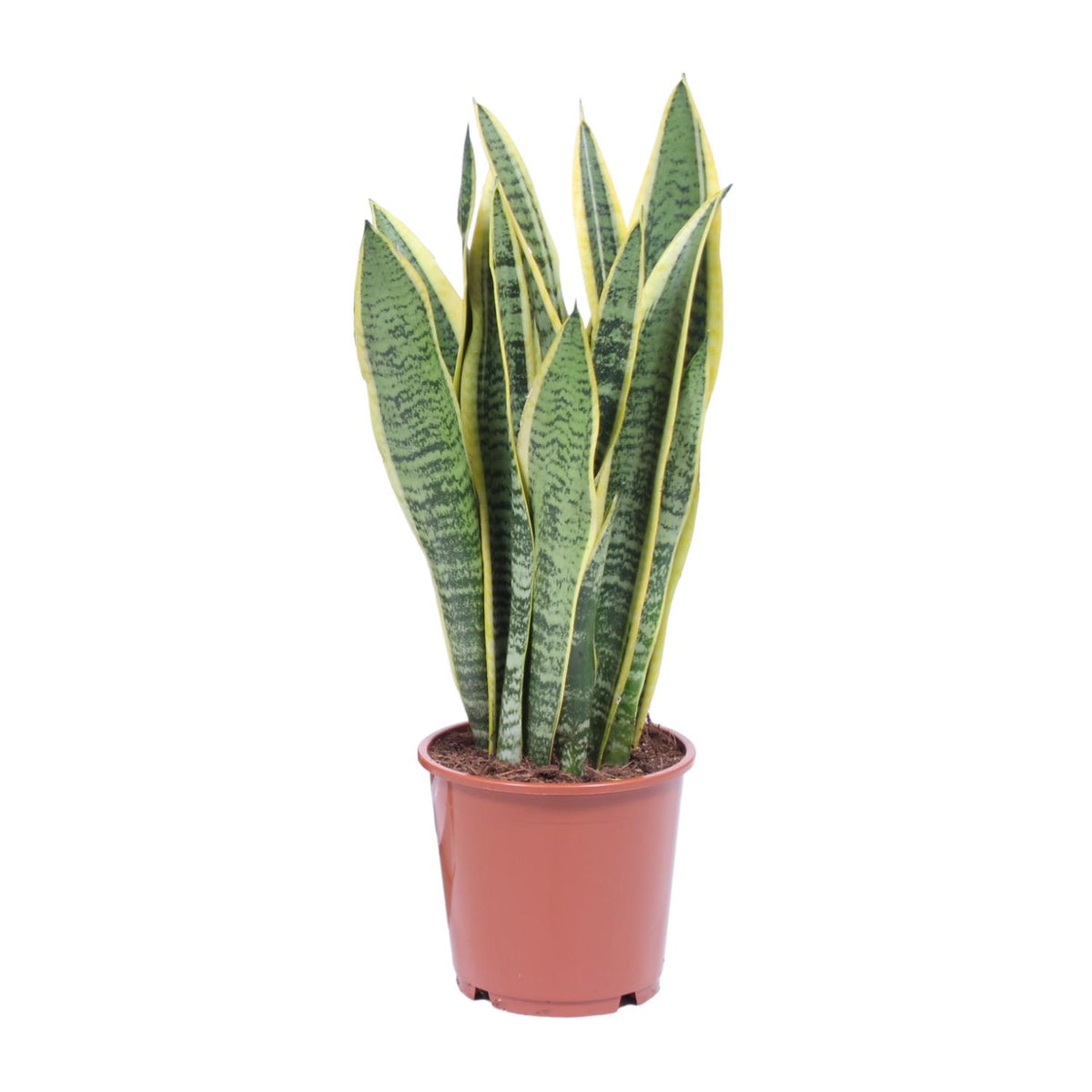Sterke Sansevieria Laurentii Vrouwentong Laurent 40cm schaduwplant